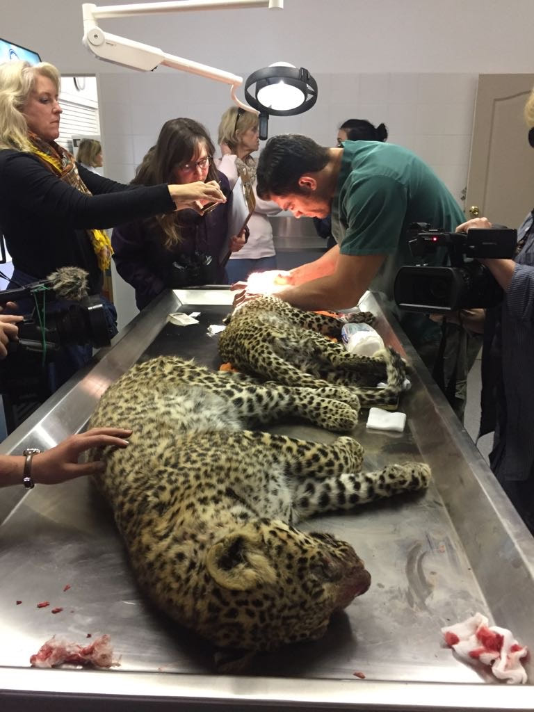 Two leopards receiving routine exam