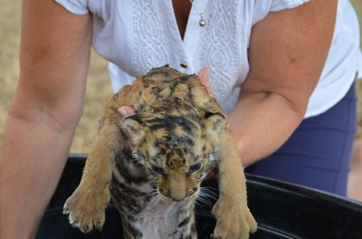 Tiger cub getting accustomed to water