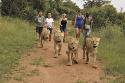 Volunteers and guide walking with young lions