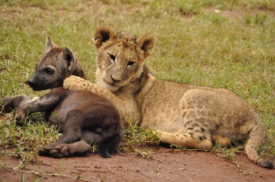 hyena cub in lion cub embrace