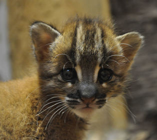 GeoLifes and the Asian Golden Cat - research to assist others