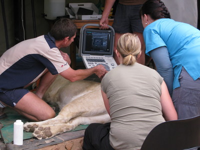 Vet and scientists use a monitor on an adult lion