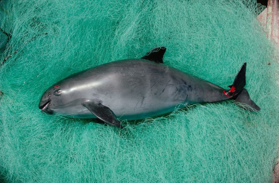 Human activity has decimated the tiny Vaquita porpoise