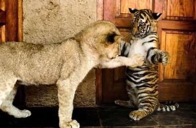 Lion and tiger cub engaging in "slapping"