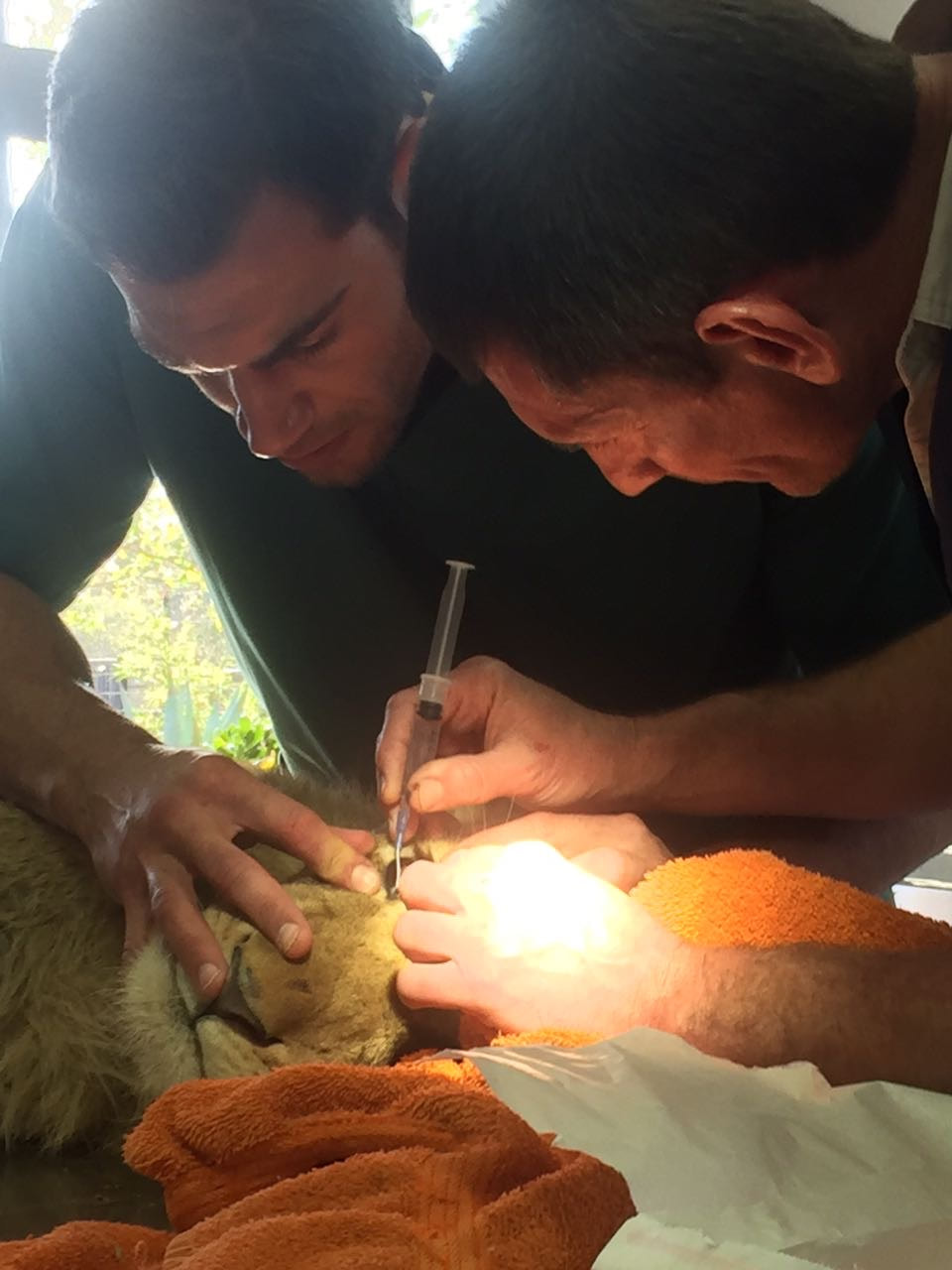 Assistant vet benefits from routine on lion